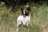 EPAGNEUL PAPILLON 153